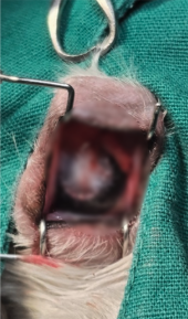 32f9b9f6186af2aee48853dc611c2660.png