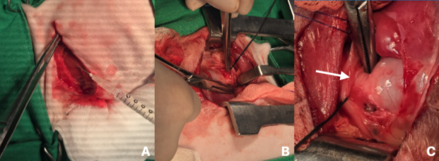 4ea861c7245ae94f73712498b42e1138.png